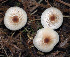 Lepiota cristata.